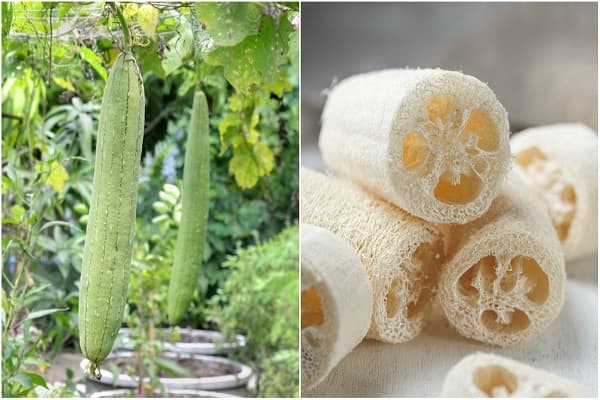 Luffa Sponge: What It Is, Benefits, and How To Use It