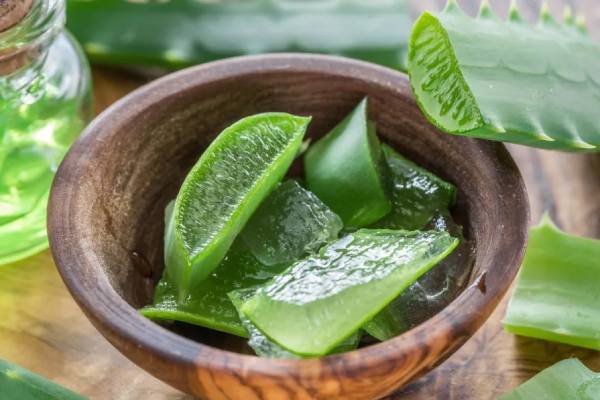 Benefits of Aloe Vera on the Skin [Properties Included]